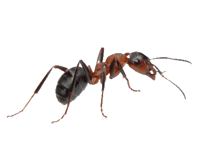 ant exterminator